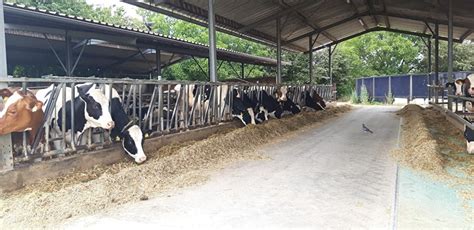 Dairy Farm Wien